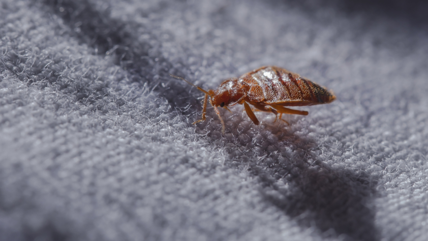 Vägglössens storlek är som en äppelkärna Foto: Shutterstock